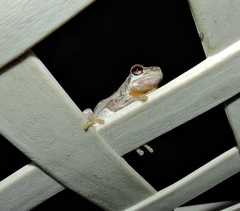 Litoria dentata