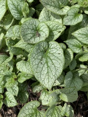 Brunnera