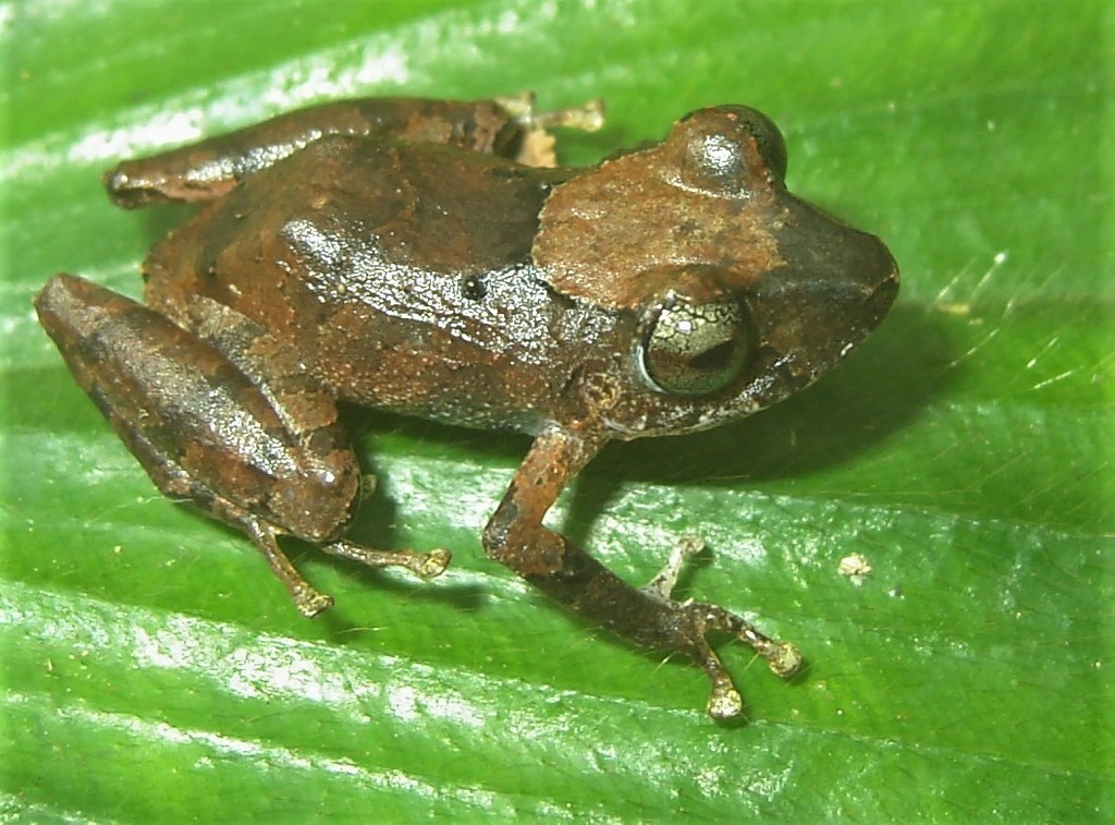 Luscombe's Rain Frog