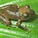 Luscombe's Rain Frog - Photo (c) Mario Humberto Yánez-Muñoz, some rights reserved (CC BY-NC), uploaded by Mario Humberto Yánez-Muñoz