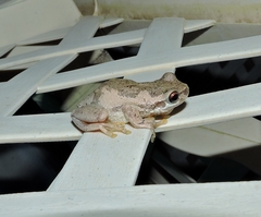 Litoria dentata