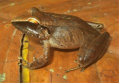 Pristimantis conspicillatus