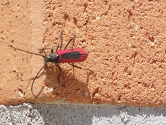 Amarysius altajensis