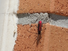 Amarysius altajensis