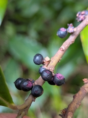 Myrsine coriacea, photograph (c) Guillaume Delaitre, some rights reserved (CC BY)