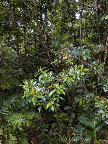 Myrsine coriacea, photograph 5