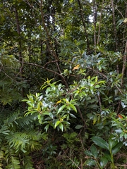 Myrsine coriacea, photograph (c) Guillaume Delaitre, some rights reserved (CC BY)