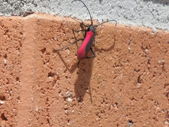Amarysius altajensis