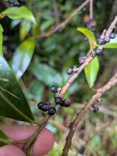 Myrsine coriacea, photograph 6