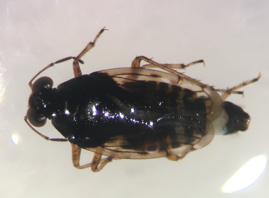 Saldula lomata