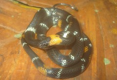 Oxyrhopus melanogenys