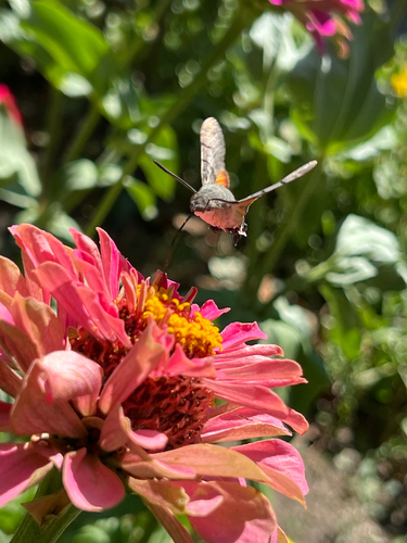 Eurasian Hummingbird Hawkmoth