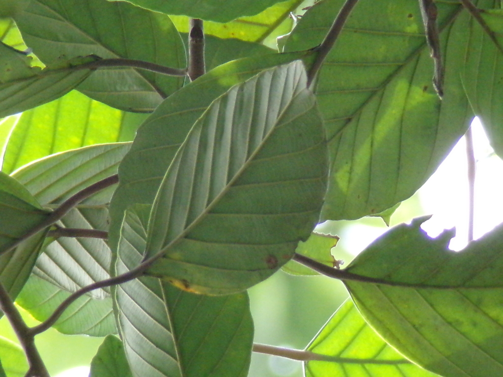 Pourouma velutina