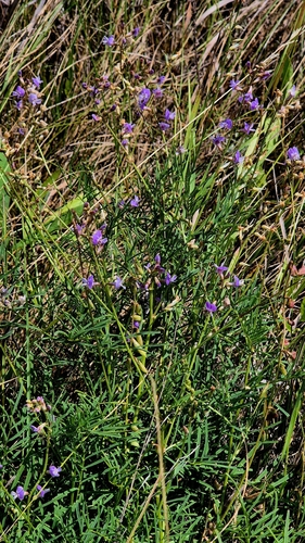 Astragalus austriacus, photograph 3