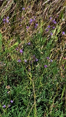 Astragalus austriacus, photograph (c) Анна Митрошенкова, some rights reserved (CC BY)