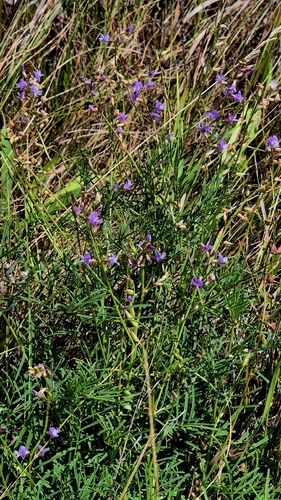 Astragalus austriacus, photograph 4