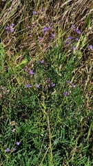 Astragalus austriacus, photograph (c) Анна Митрошенкова, some rights reserved (CC BY)