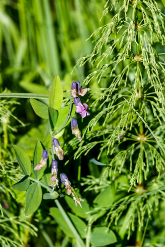 Lathyrus linifolius, photograph 5