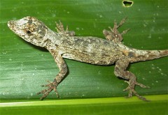 Anolis ortonii