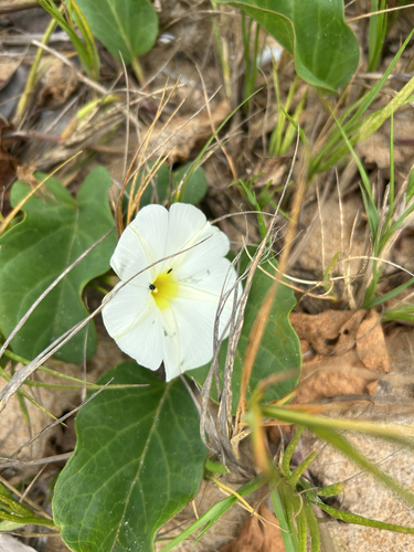beach morning-glory