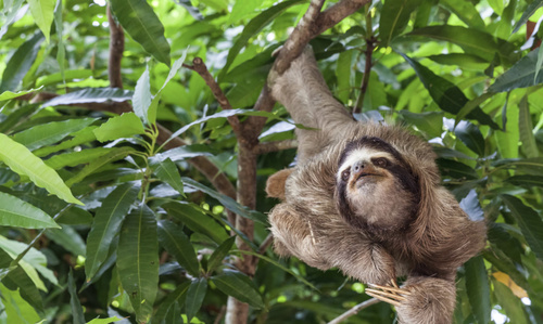 Brown-throated Three-toed Sloth, photo 4 of 7