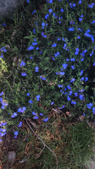 Glandora prostrata
