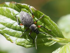 Otiorhynchus sensitivus