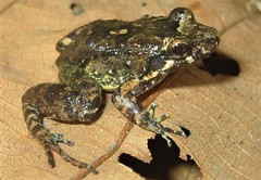 Leptodactylus petersii