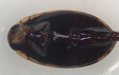 Thermonectus basillaris