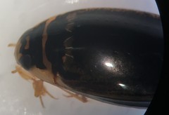 Thermonectus basillaris