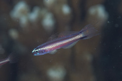 Eviota bifasciata