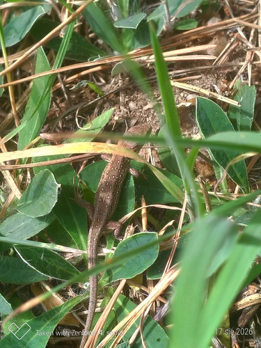 Sand Lizard