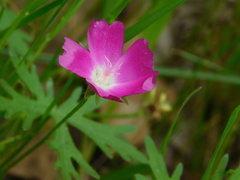 Callirhoe involucrata