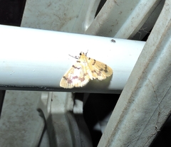 Dichocrocis clytusalis