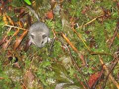 Peromyscus leucopus noveboracensis