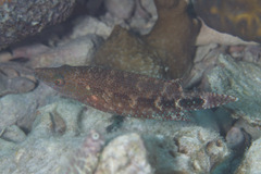 Oxycheilinus celebicus