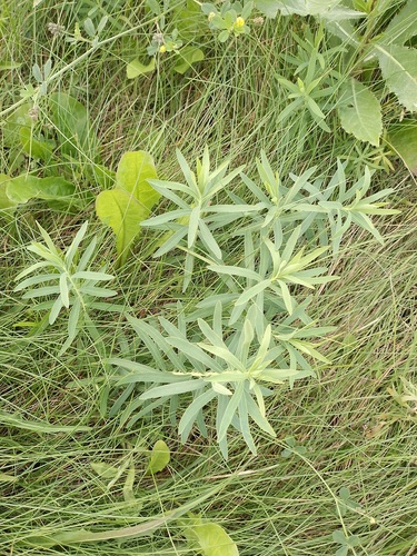 Наблюдение на iNaturalist