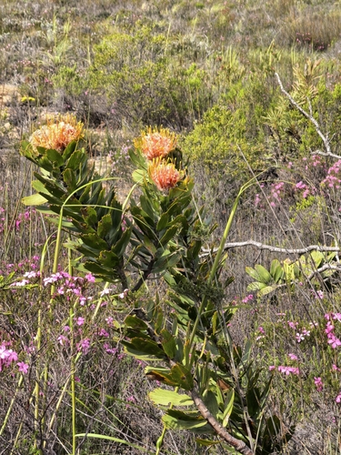 Leucospermum pluridens