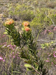 Leucospermum pluridens
