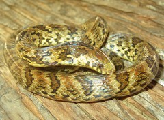 Atractus major