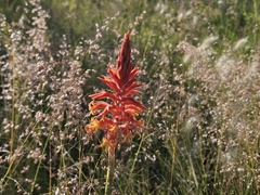 Dichromanthus cinnabarinus
