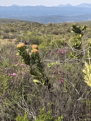 Leucospermum pluridens, photograph author not stated, no rights reserved