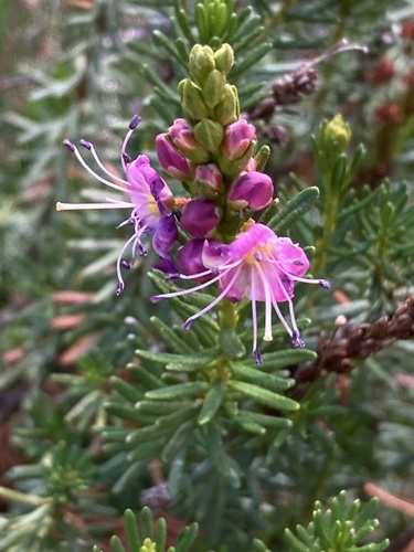 Phyllodoce breweri, photograph 3
