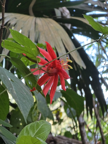 Passiflora vitifolia, photograph 6