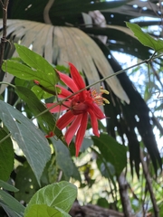 Passiflora vitifolia, photograph author not stated, no rights reserved