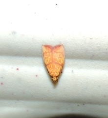 Pycnozancla acribes