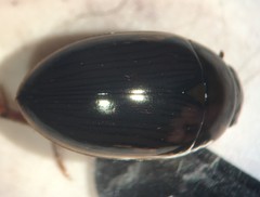 Tropisternus collaris viridis