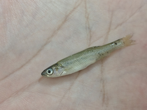 Amur Minnow