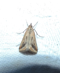 Achyra massalis