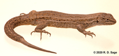 Liolaemus bibronii